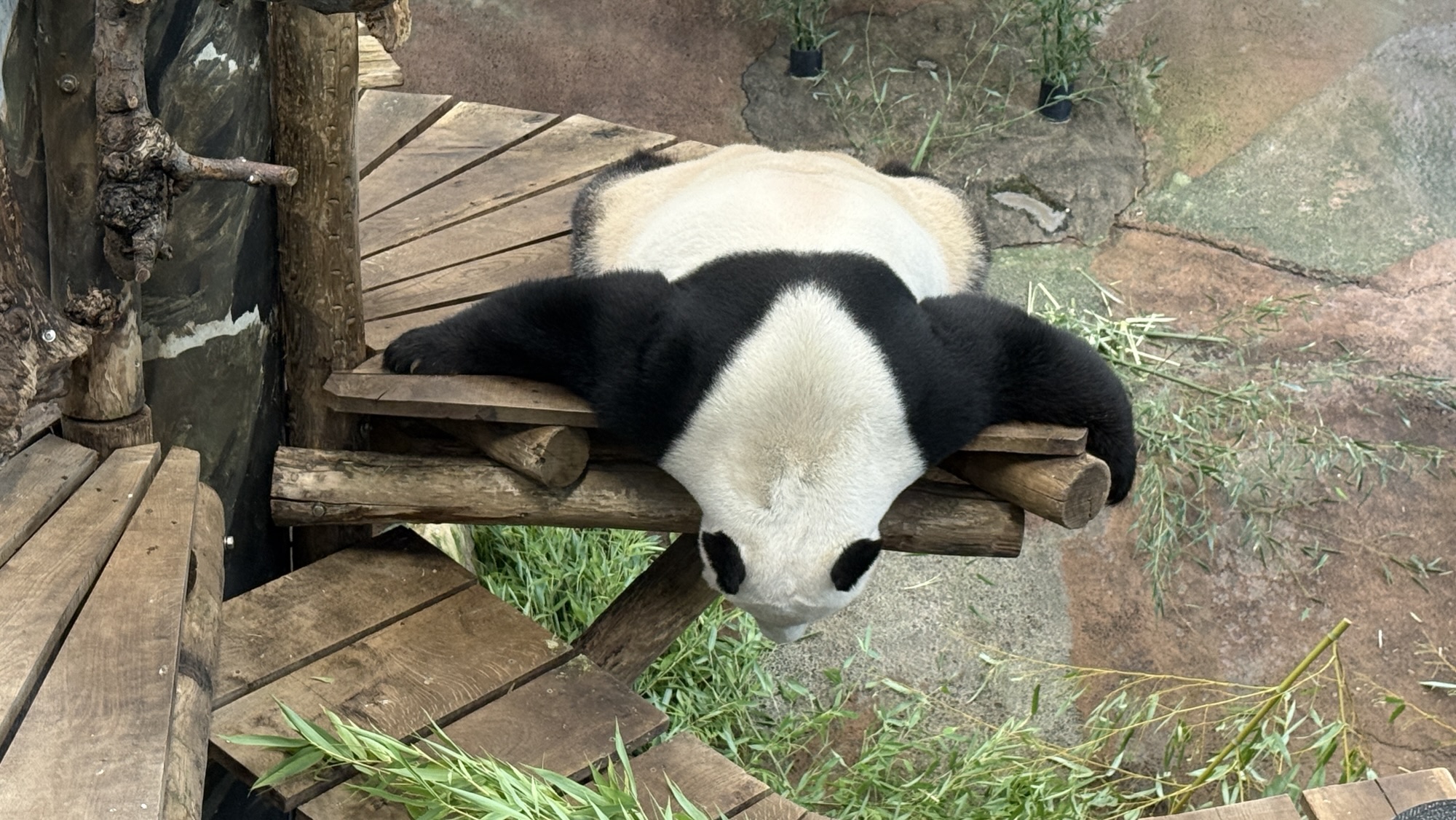 Slapende panda’s zijn bijzonder