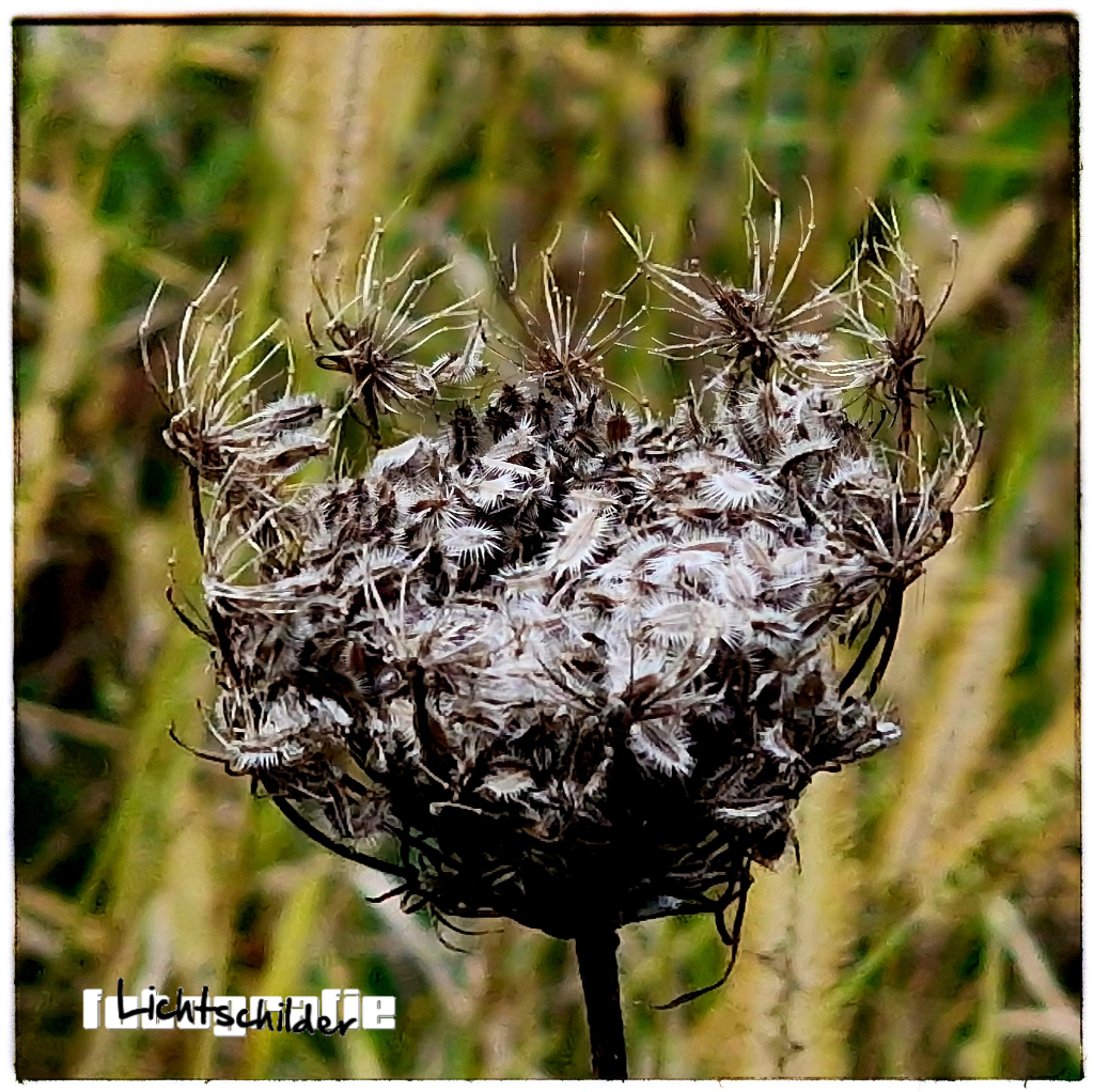 De herfst is kleurrijk