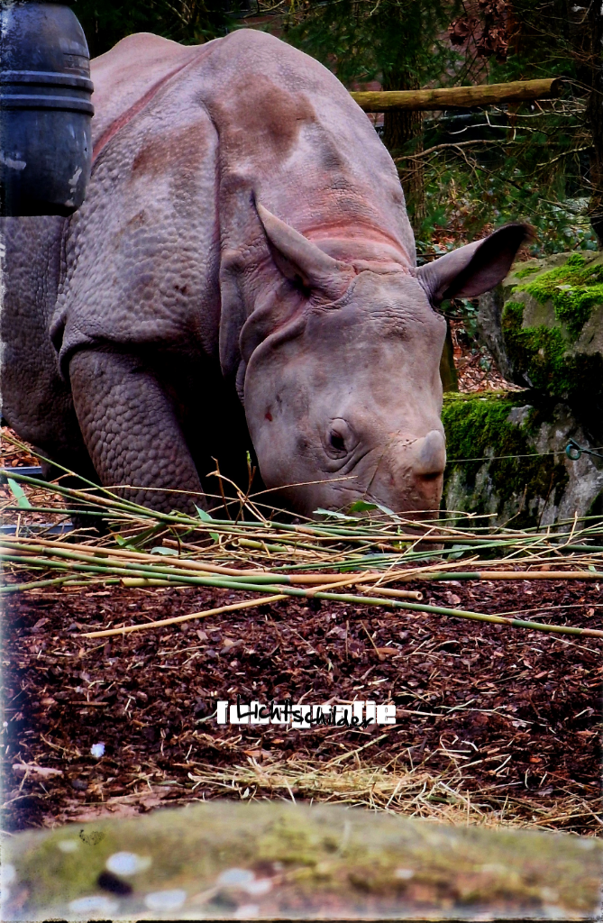 Dierenpark Amersfoort